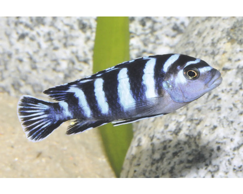 Gestreifter Malawisee-Buntbarsch Pseudotropheus demasoni im Aquarium vor Steinen und einer Wasserpflanze.