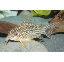 Sterbas Panzerwels (Corydoras sterbai) am Aquarium op engem Steen.