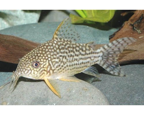 Sterbas Panzerwels (Corydoras sterbai) am Aquarium op engem Steen.