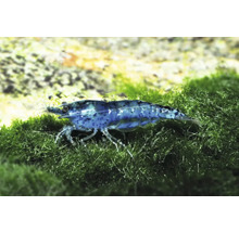 Blaue Zwerggarnele auf Moos im Aquarium