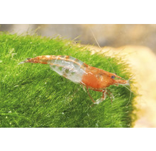 Rote Rili Garnele Neocaridina davidi auf grünem Moos im Aquarium.