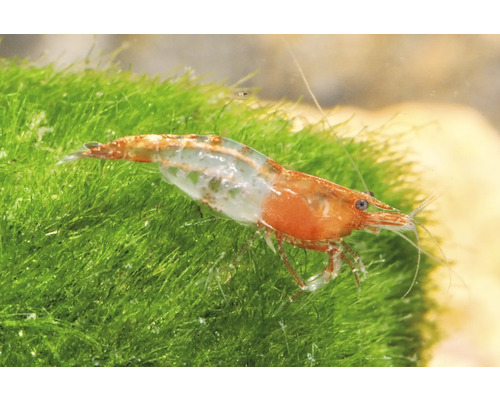 Rote Rili Garnele Neocaridina davidi auf grünem Moos im Aquarium.