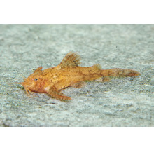 Poisson d'aquarium silure Erethistes pusillus.