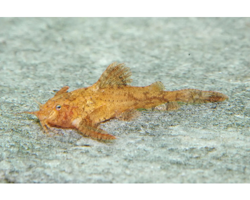Aquarienfisch Deltaflügel-Zwergwels Erethistes pusillus.