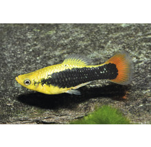 Platy Xiphophorus maculatus, poisson d'ornement jaune et noir pour aquarium avec nageoire caudale orange.