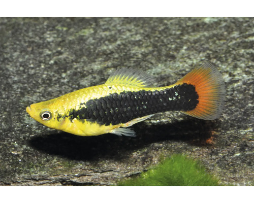 Platy Xiphophorus maculatus, gelb-schwarzer Zierfisch für das Aquarium mit orangefarbener Schwanzflosse.
