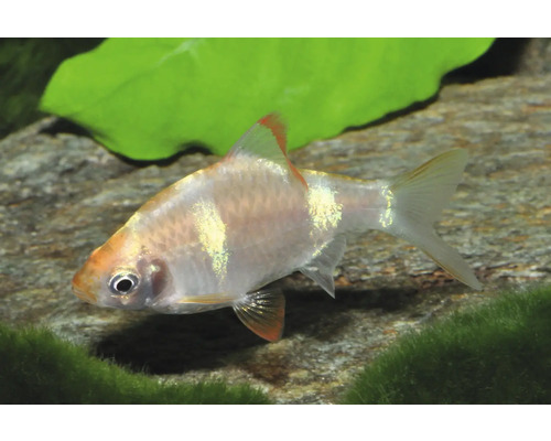 Fisch Kardinalfisch Gold - Tanichthys albonubes Kleiner Aquarienfisch, Barbe, mit schimmernden Schuppen und orange-roten Flossen.