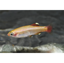 Kardinalfisch (Tanichthys albonubes) fir d'Aquarium, Säitevue mat roudelzege Flossen an iriséierendem Kierper.