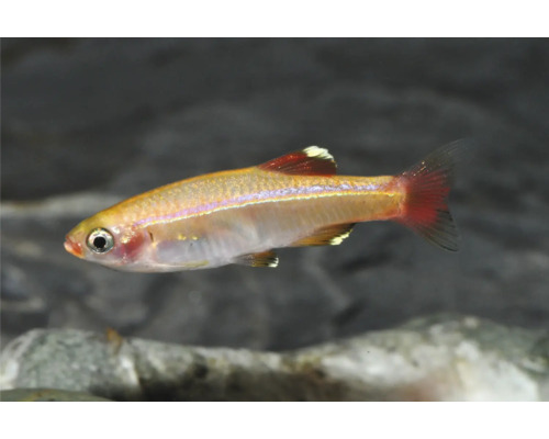 Kardinalfisch (Tanichthys albonubes) fir d'Aquarium, Säitevue mat roudelzege Flossen an iriséierendem Kierper.