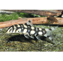 Netzschmerle Botia lohachata mit charakteristischem schwarz-weißem Muster im Aquarium auf einem Stein.