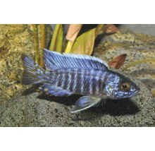 Blauer Kaiserbuntbarsch Aulonocara im Aquarium vor Steinen und Pflanzen.
