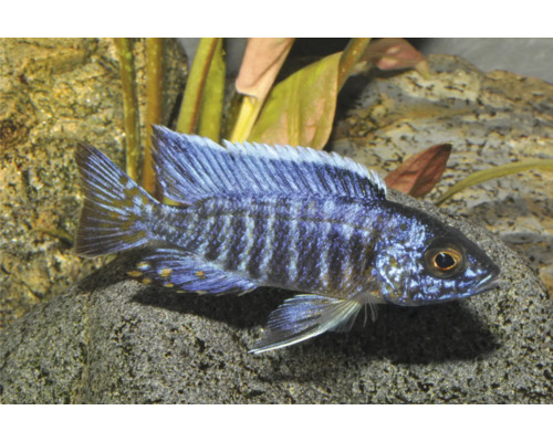 Fisch Aulonocara chilumba lg - Aulonocara stuartgranti WFNZ Blauer Kaiserbuntbarsch Aulonocara im Aquarium vor Steinen und Pflanzen.