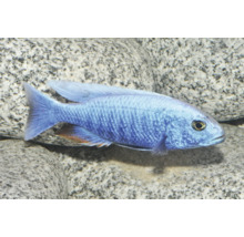 Azur-Cichlide Sciaenochromis fryeri, blauer Malawisee-Buntbarsch für das Aquarium.