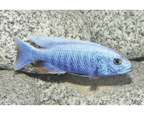 Azur-Cichlide Sciaenochromis fryeri, blauer Malawisee-Buntbarsch für das Aquarium.