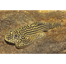 Sewellia lineolata, poisson aquarium avec un motif de lignes complexe sur une pierre.