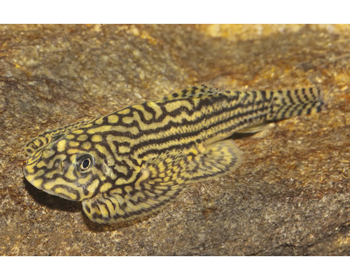 Pracht-Flossensauger Sewellia lineolata, Aquariumfisch mit markantem Linienmuster auf einem Stein.