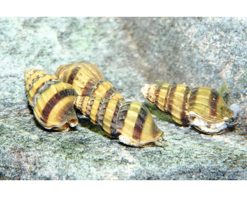 Schnecke Raubschnecke - Anentome helena Raubturmdeckelschnecken Anentome helena mit gestreiften Gehäusen auf einem Stein im Aquarium.