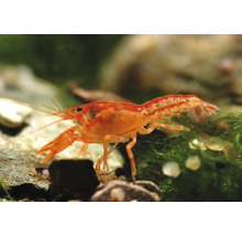 Écrevisse naine orange Cambarellus patzcuarensis Orange sur des pierres et de la mousse dans un aquarium.