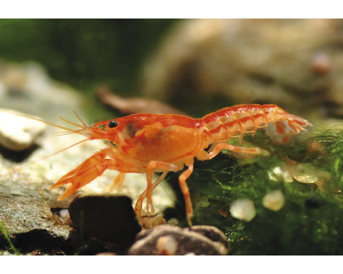Écrevisse naine orange Cambarellus patzcuarensis Orange sur des pierres et de la mousse dans un aquarium.