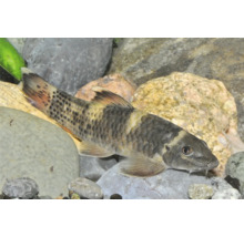 Mangeur d'algues sur des pierres dans un aquarium