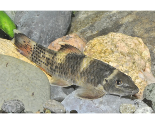 Indischer Algenfresser auf Steinen im Aquarium