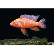 Orangefarbener Aulonocara Firefish Buntbarsch im Aquarium.