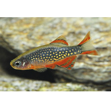 Perlhuhnbärbling Danio margaritatus, kleiner Aquariumfisch mit hellen Punkten auf dunklem Körper und orange-schwarz gestreiften Flossen.