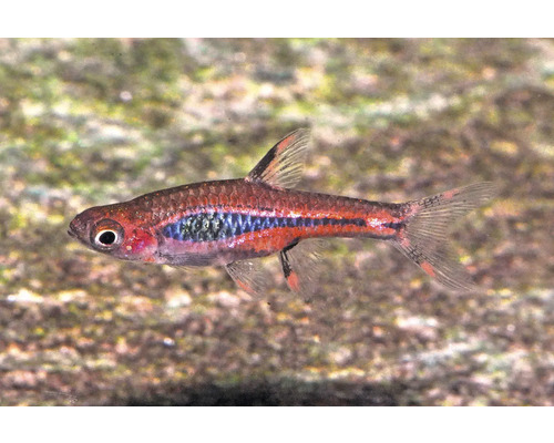 Fisch Schwarzfleckbärbling - Boraras brigittae, Moskitobärbling Moskitobärbling Boraras brigittae kleiner rötlicher Zierfisch mit dunklem Längsstreifen für das Aquarium.