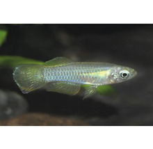 Japanischer Reisfisch Medaka, Oryzias latipes, mit schimmernden Schuppen für das Aquarium oder den Gartenteich.