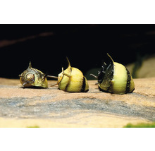 Trois escargots Clithon avec des coquilles rayées et des pointes sur une pierre dans un aquarium.