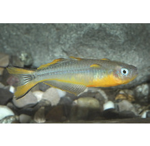 Gabelschwanz-Blauauge Pseudomugil furcatus, klengen Zierfësch mat giele Flosseränner a bloem Aering an engem Aquarium.