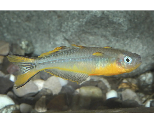 Fisch Gabelschwanz Regenbogenfisch - Pseudomugil furcata Gabelschwanz-Blauauge Pseudomugil furcatus, klengen Zierfësch mat giele Flosseränner a bloem Aering an engem Aquarium.
