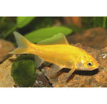 Poisson rouge jaune pour bassin de jardin ou aquarium nageant entre des pierres et des plantes aquatiques.
