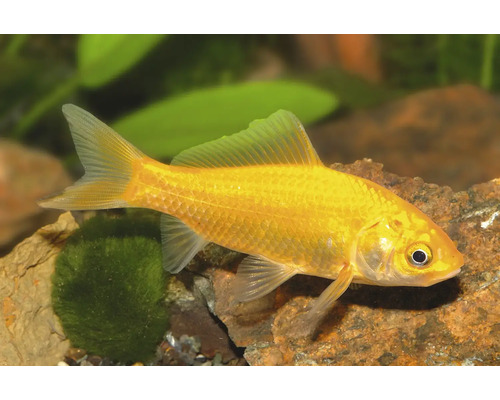 Gelber Goldfisch für Aquarium oder Gartenteich schwimmend zwischen Steinen und Wasserpflanzen.