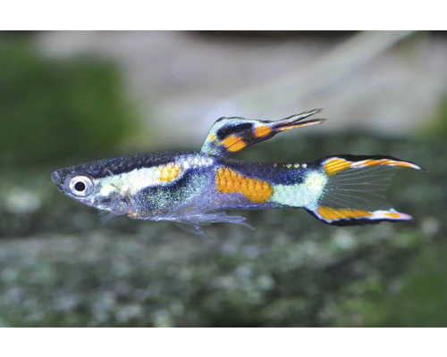 Endler Guppy mit orangefarbenen und schwarzen Flecken und Doppelschwertflosse.