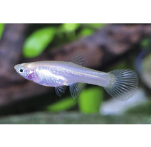 Weißer Medaka Reisfisch (Oryzias latipes) in einem Aquarium.