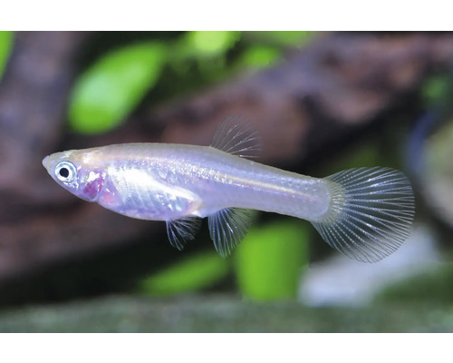 Weißer Medaka Reisfisch (Oryzias latipes) in einem Aquarium.