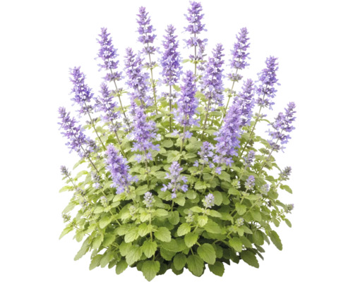 Blaue Katzenminze mit vielen violetten Blütenähren und grünen Blättern.