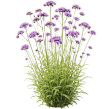Patagonisches Eisenkraut Verbena bonariensis mit hohen grünen Stielen und lila Blütenständen.