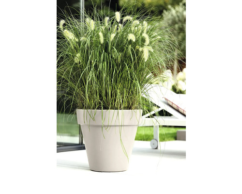 Bac à fleurs beige avec de l herbe aux écouvillons verte sur une terrasse lumineuse à côté d une chaise longue blanche.