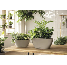 Deux jardinières ovales Lechuza avec des plantes d'intérieur sur une table en bois dans une pièce lumineuse et décorée de végétaux.