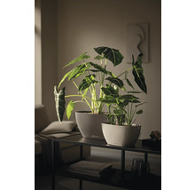 Deux jardinières Lechuza avec plantes Alocasia et indicateur de niveau d eau sur une console dans un salon moderne.