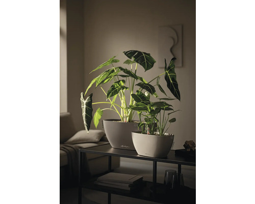 Deux jardinières Lechuza avec plantes Alocasia et indicateur de niveau d eau sur une console dans un salon moderne.