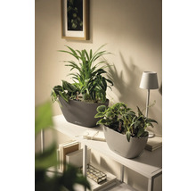 Deux jardinières ovales Lechuza avec des plantes d'intérieur vertes sur une étagère blanche dans une pièce lumineuse au design moderne.