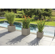 Trois jardinières carrées couleur sable avec diverses plantes sur une terrasse moderne en dalles à côté d une piscine de jardin.