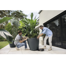 Deux hommes déplacent un grand bac à plantes gris avec une strelitzia sur un support à roulettes noir sur une terrasse carrelée.