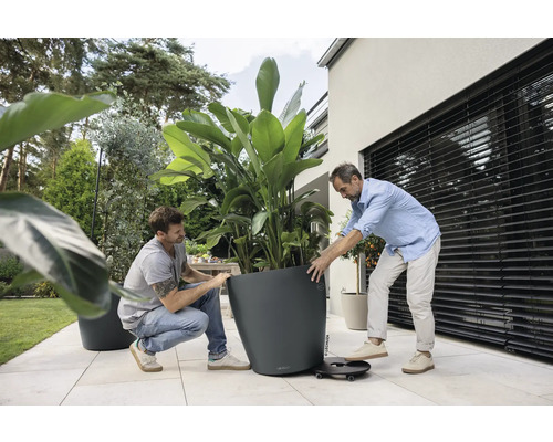 Deux hommes déplacent un grand bac à plantes gris avec une strelitzia sur un support à roulettes noir sur une terrasse carrelée.