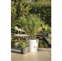 Scène de jardin lumineuse avec des jardinières modernes, plantées de bambous et de fleurs, sur une terrasse au bord d'un étang.