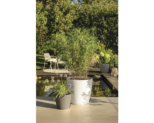 Scène de jardin lumineuse avec des jardinières modernes, plantées de bambous et de fleurs, sur une terrasse au bord d'un étang.