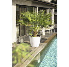Un palmier dans un pot blanc rond sur un rebord de piscine en bois sur une terrasse moderne et lumineuse.